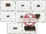 Scientific lot no. 10 Nitidulidae (39 pcs)