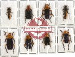 Scientific lot no. 11 Cantharidae (8 pcs A-, A2)