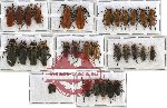 Scientific lot no. 12 Cantharidae (32 pcs)