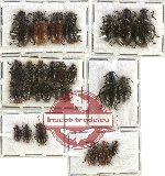 Scientific lot no. 14 Lagriidae (27 pcs)