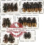 Scientific lot no. 10 Lagriidae (19 pcs A-, A2)