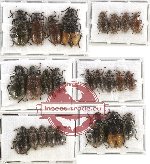 Scientific lot no. 13 Lagriidae (25 pcs)