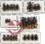 Scientific lot no. 12 Lagriidae (24 pcs)