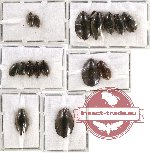 Gyrinidae Scientific lot no. 9 (16 pcs)