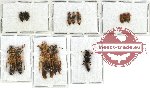 Scientific lot no. 54 Staphylinidae (13 pcs)