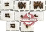 Scientific lot no. 53 Staphylinidae (49 pcs)