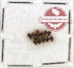 Scaphidiidae Scientific lot no. 4 (11 pcs)