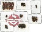 Scientific lot no. 49 Elateridae (40 pcs)