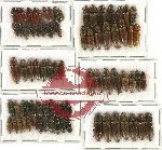 Scientific lot no. 46 Elateridae (80 pcs)