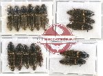 Scientific lot no. 48 Elateridae (16 pcs)