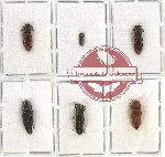 Scientific lot no. 29 Eucnemidae (6 pcs - 3 pcs A2)