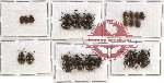 Scientific lot no. 12 Endomychidae (21 pcs)