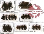 Scientific lot no. 31 Dytiscidae (20 pcs)