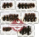 Scientific lot no. 29 Dytiscidae (46 pcs)