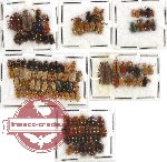 Scientific lot no. 99 Chrysomelidae (119 pcs)