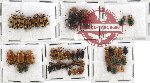 Scientific lot no. 108 Chrysomelidae (46 pcs)