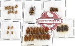 Scientific lot no. 129 Chrysomelidae (36 pcs)