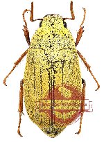 Melolonthinae sp. 7