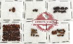 Scientific lot no. 87 Chrysomelidae (146 pcs)