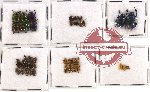 Scientific lot no. 120 Chrysomelidae (52 pcs)