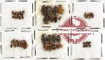 Scientific lot no. 126 Chrysomelidae (50 pcs)