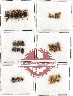 Scientific lot no. 89 Chrysomelidae (48 pcs)