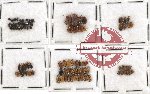 Scientific lot no. 149 Chrysomelidae (89 pcs)