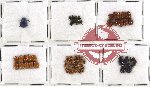 Scientific lot no. 94 Chrysomelidae (65 pcs)