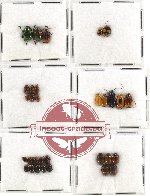 Scientific lot no. 92 Chrysomelidae (31 pcs)