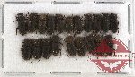 Scientific lot no. 224 Coprophaga (Rhyparus spp.) (20 pcs)