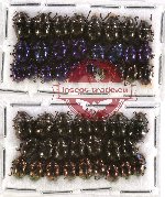 Scientific lot no. 122 Chrysomelidae (49 pcs)