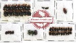 Scientific lot no. 132 Chrysomelidae (48 pcs)