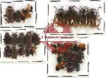 Scientific lot no. 112 Chrysomelidae (49 pcs)