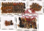 Scientific lot no. 84 Chrysomelidae (92 pcs)