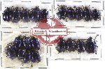 Scientific lot no. 101 Chrysomelidae (21 pcs)