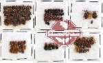 Scientific lot no. 123 Chrysomelidae (116 pcs)