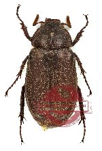 Xenotrogus vitiensis Fairmaire