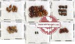 Scientific lot no. 95 Chrysomelidae (48 pcs)