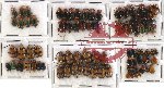 Scientific lot no. 107 Chrysomelidae (86 pcs)