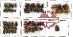 Scientific lot no. 110 Chrysomelidae (65 pcs)