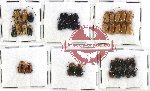 Scientific lot no. 93 Chrysomelidae (40 pcs)