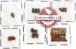 Scientific lot no. 80 Chrysomelidae (71 pcs)