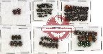 Scientific lot no. 106 Chrysomelidae (148 pcs)