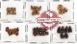 Scientific lot no. 96 Chrysomelidae (60 pcs)