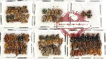 Scientific lot no. 85 Chrysomelidae (130 pcs)
