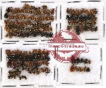 Scientific lot no. 102 Chrysomelidae (188 pcs)