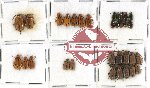 Scientific lot no. 119 Chrysomelidae (329 pcs)