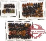 Scientific lot no. 98 Chrysomelidae (100 pcs)