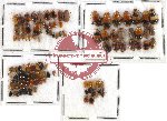 Scientific lot no. 113 Chrysomelidae (100 pcs)