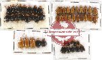 Scientific lot no. 131 Chrysomelidae (50 pcs)